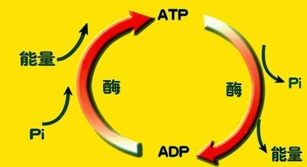 17ATP生成.jpg