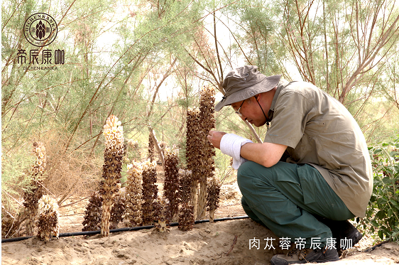 开花期后的肉苁蓉