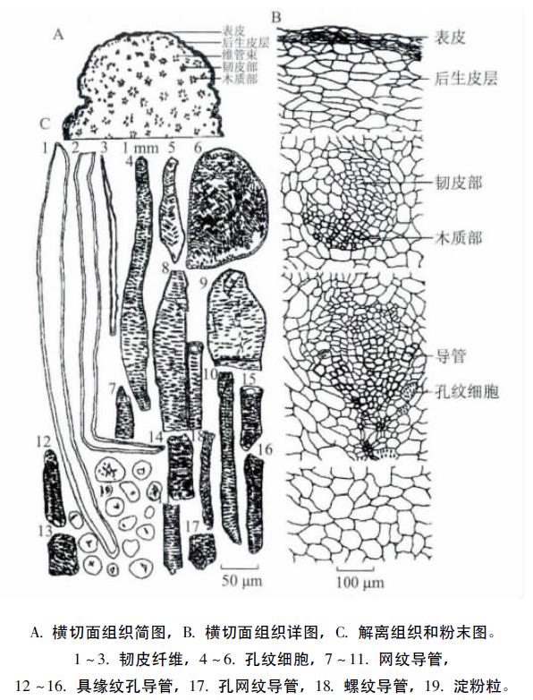 肉苁蓉 www.www.wagawa.com