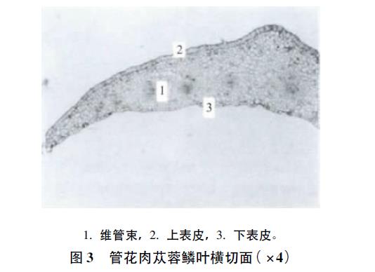 肉苁蓉 www.www.wagawa.com