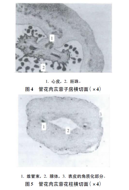 肉苁蓉 www.www.wagawa.com