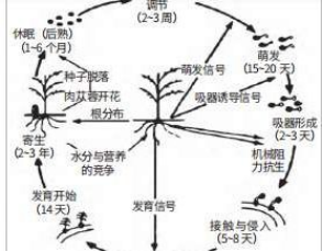 肉苁蓉的生长过程