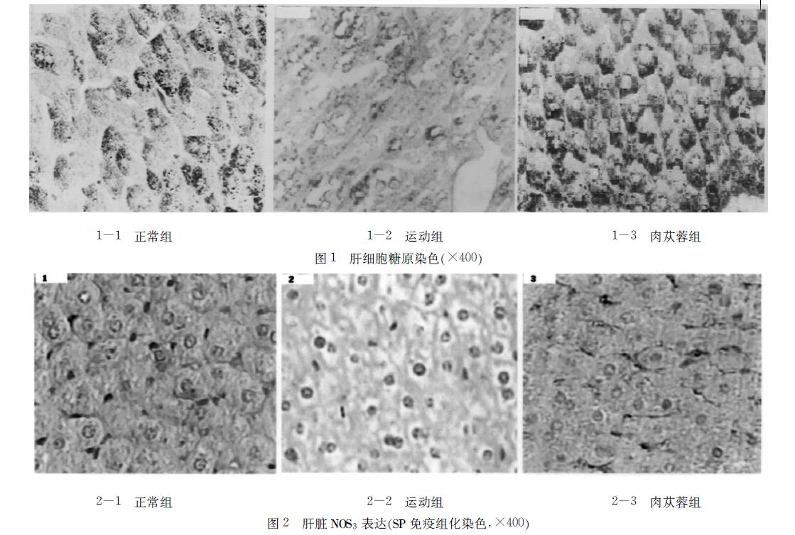 肉苁蓉 www.www.wagawa.com