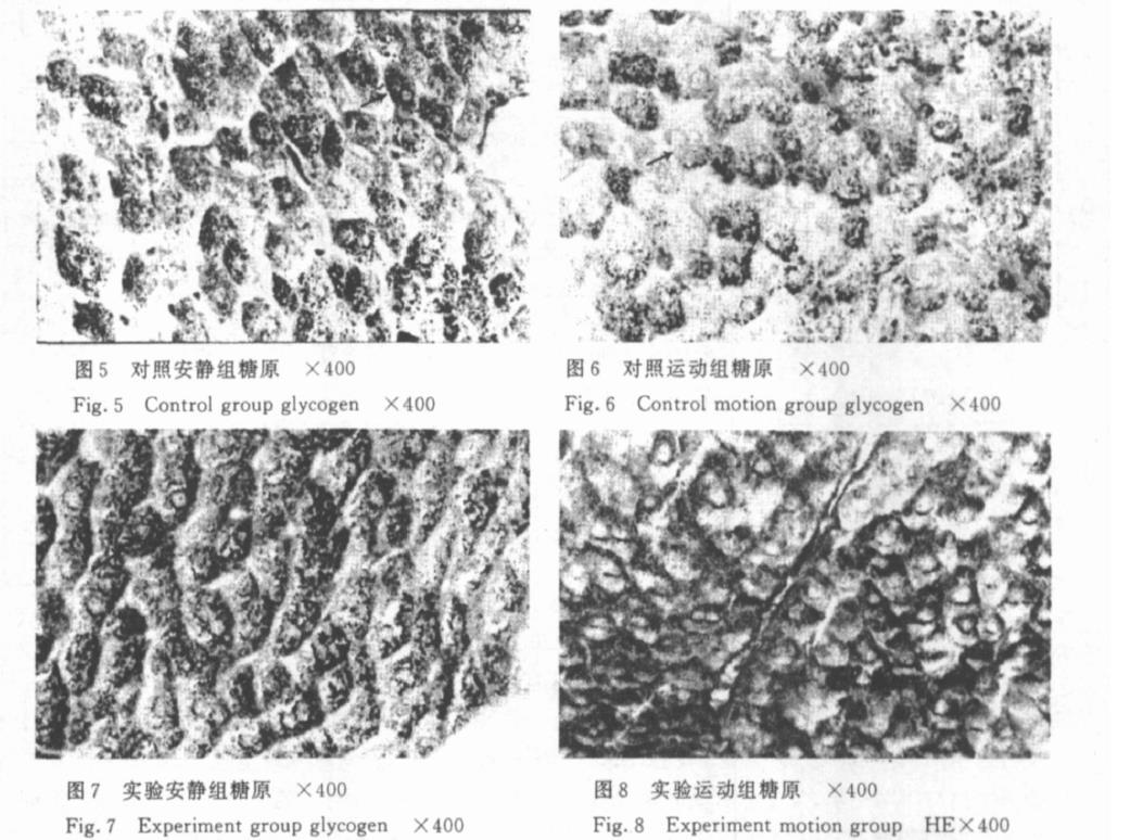 肉苁蓉 www.www.wagawa.com