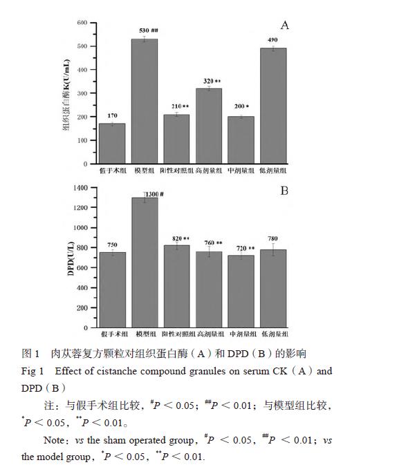 肉苁蓉 www.www.wagawa.com