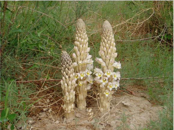 肉苁蓉开花